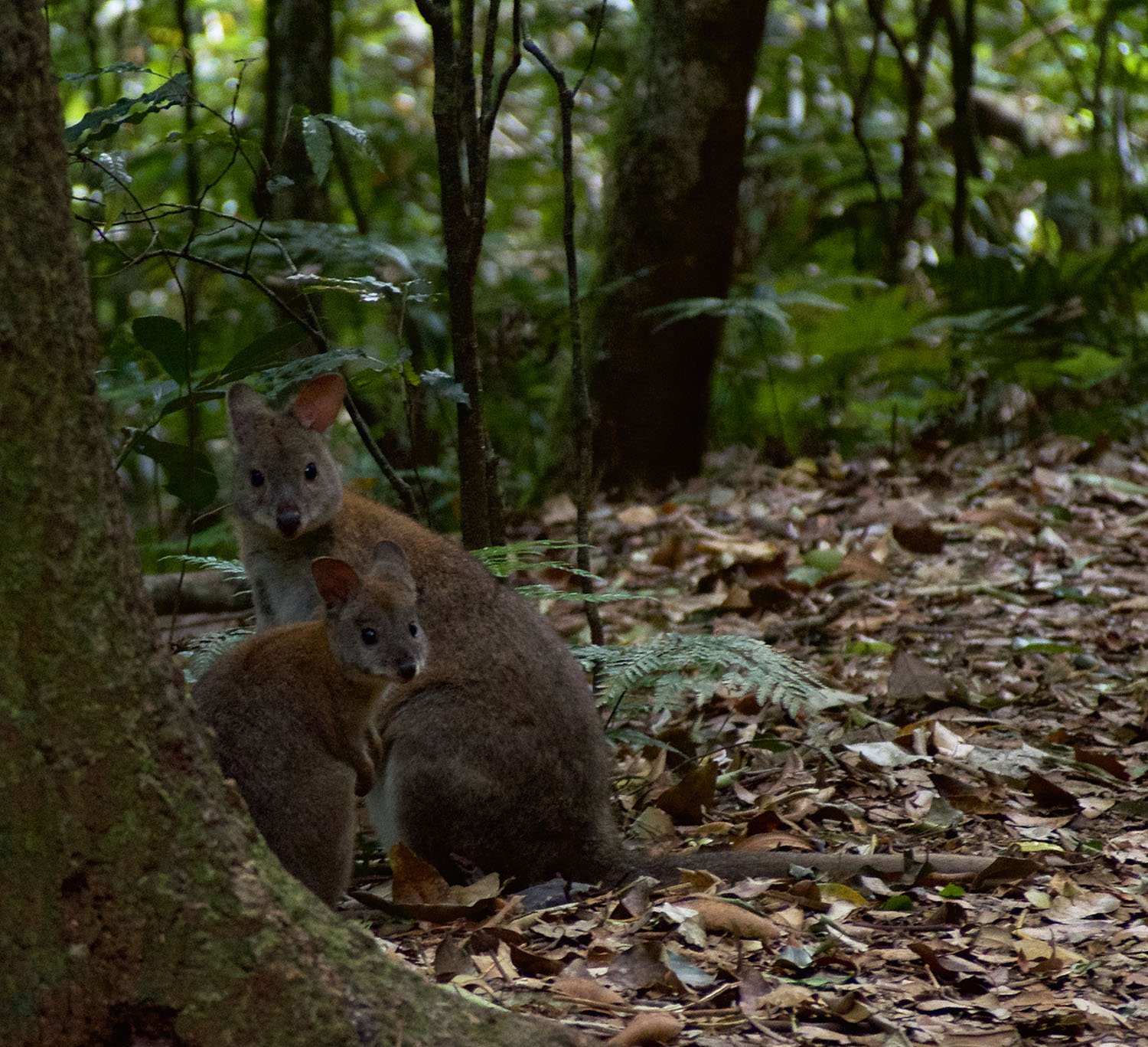 Red-Necked Pademelon.jpeg