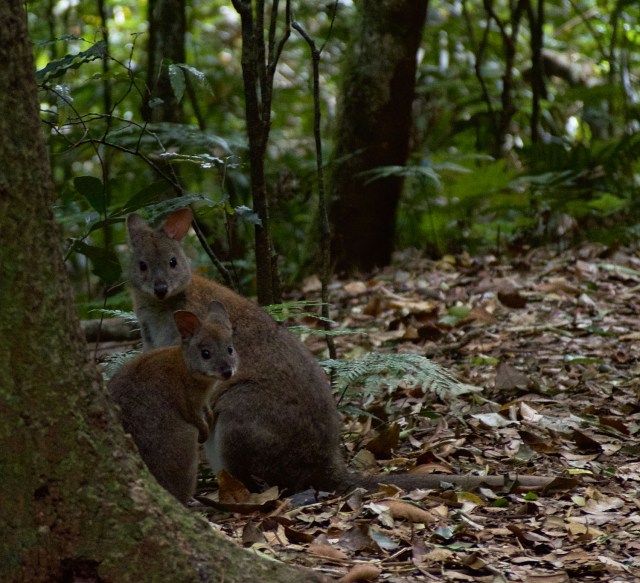 Red-Necked Pademelon.jpeg