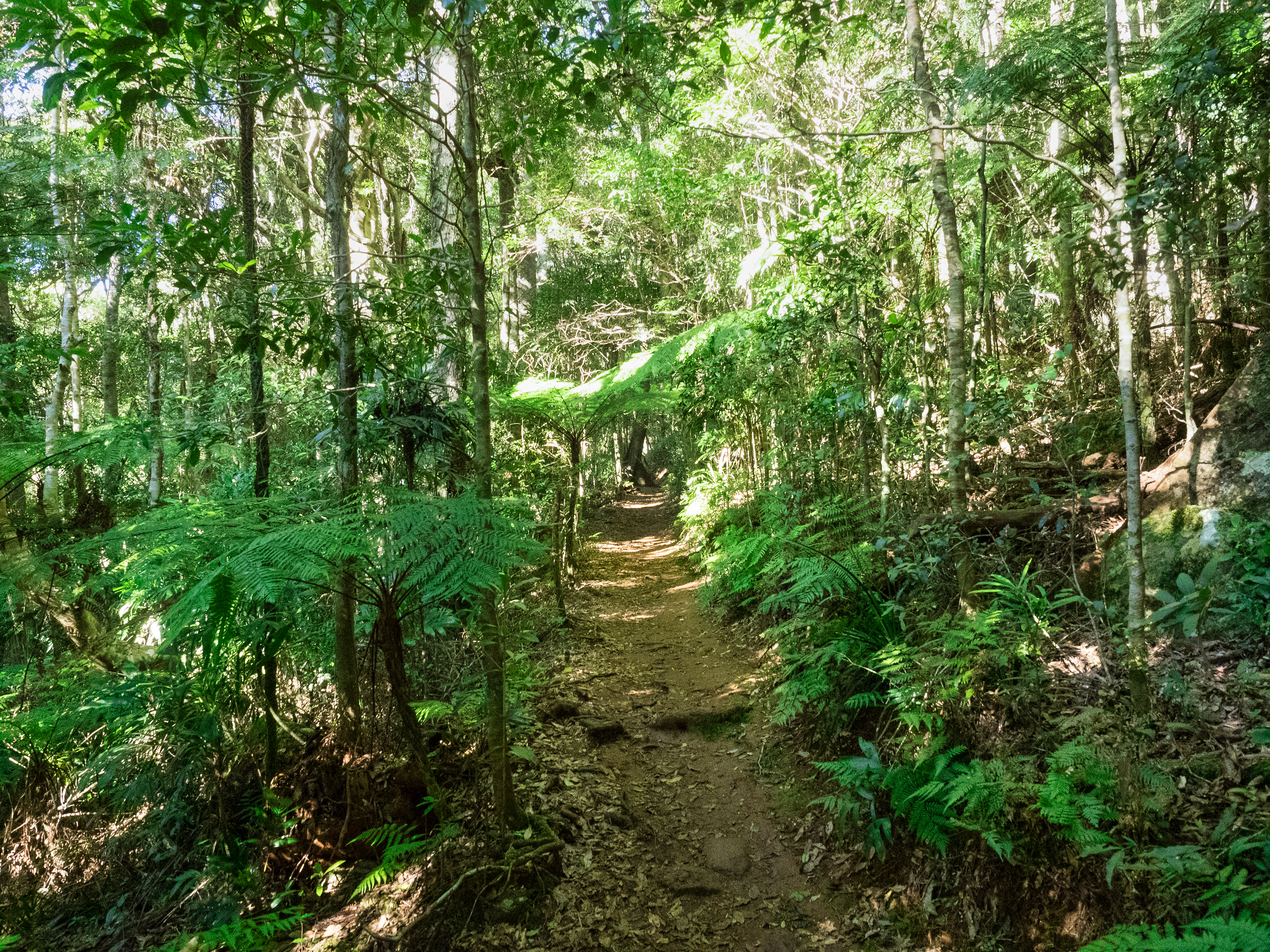 Lamington 24-4-178.jpg