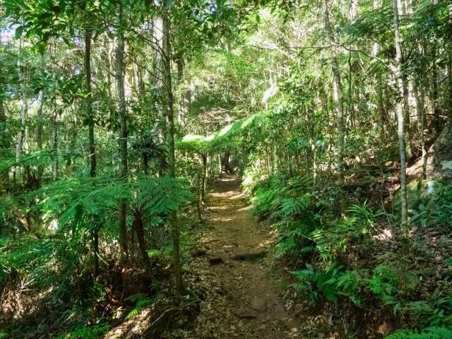 Lamington 24-4-178.jpg